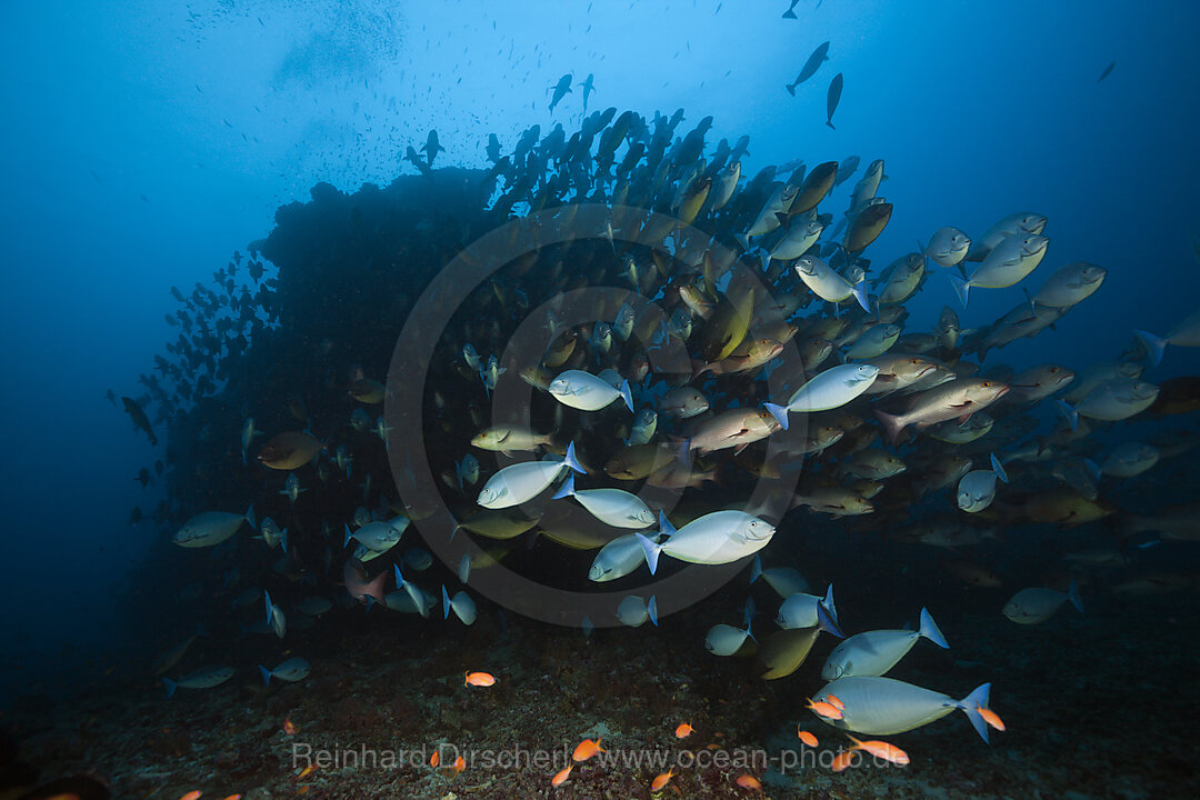 Schwarm Blauschwanz-Nasendoktorfische, Naso Hexacanthus, Sued Male Atoll, Indischer Ozean, Malediven