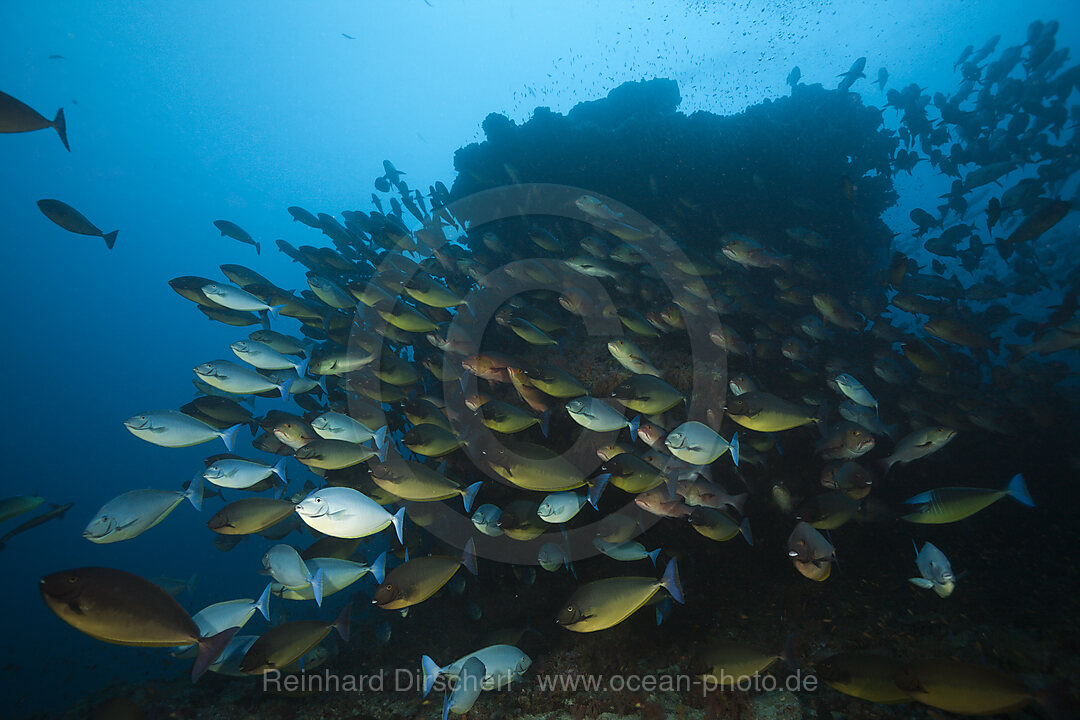 Schwarm Blauschwanz-Nasendoktorfische, Naso Hexacanthus, Sued Male Atoll, Indischer Ozean, Malediven