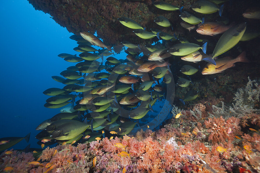 Schwarm Blauschwanz-Nasendoktorfische, Naso Hexacanthus, Sued Male Atoll, Indischer Ozean, Malediven