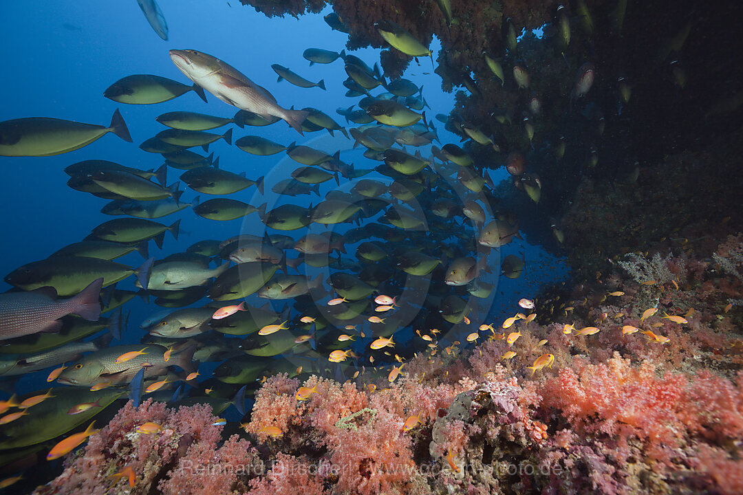 Schwarm Blauschwanz-Nasendoktorfische, Naso Hexacanthus, Sued Male Atoll, Indischer Ozean, Malediven