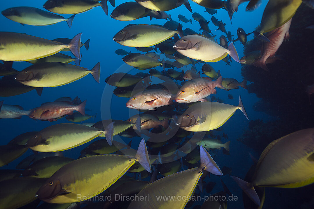 Schwarm Blauschwanz-Nasendoktorfische, Naso Hexacanthus, Sued Male Atoll, Indischer Ozean, Malediven