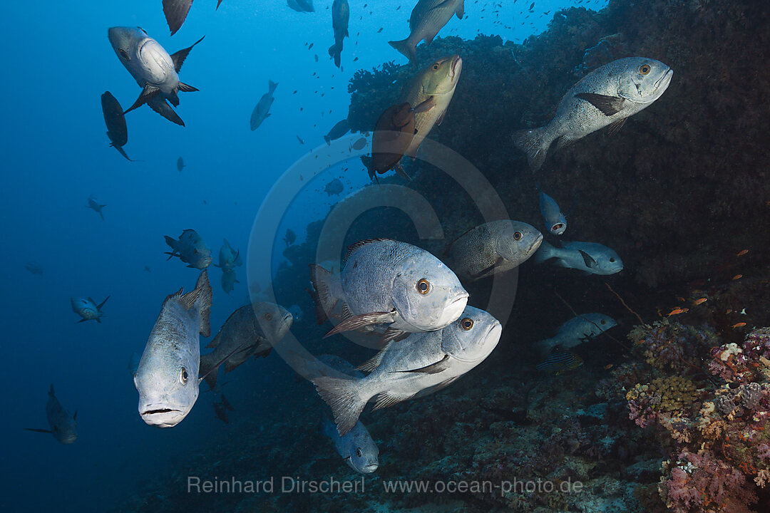 Schwarm Schwarzweiss-Schnapper, Macolor niger, Sued Male Atoll, Indischer Ozean, Malediven