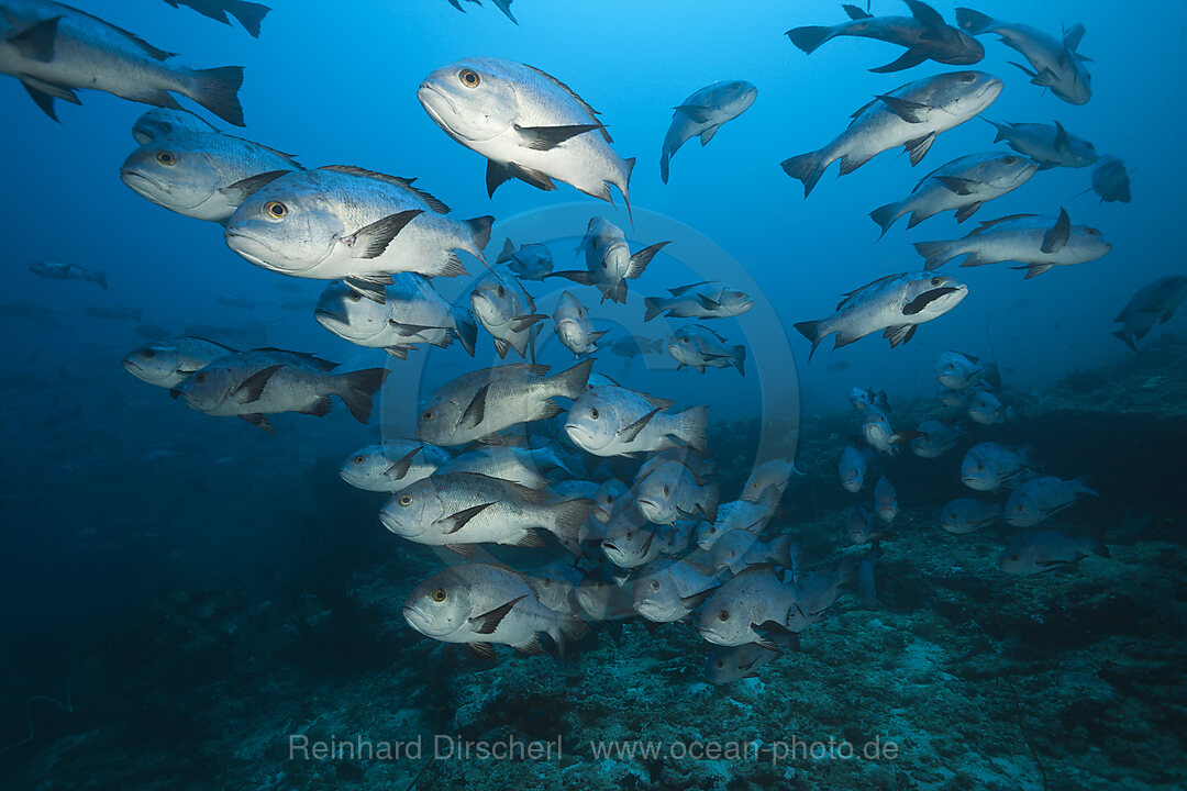 Schwarm Schwarzweiss-Schnapper, Macolor niger, Sued Male Atoll, Indischer Ozean, Malediven