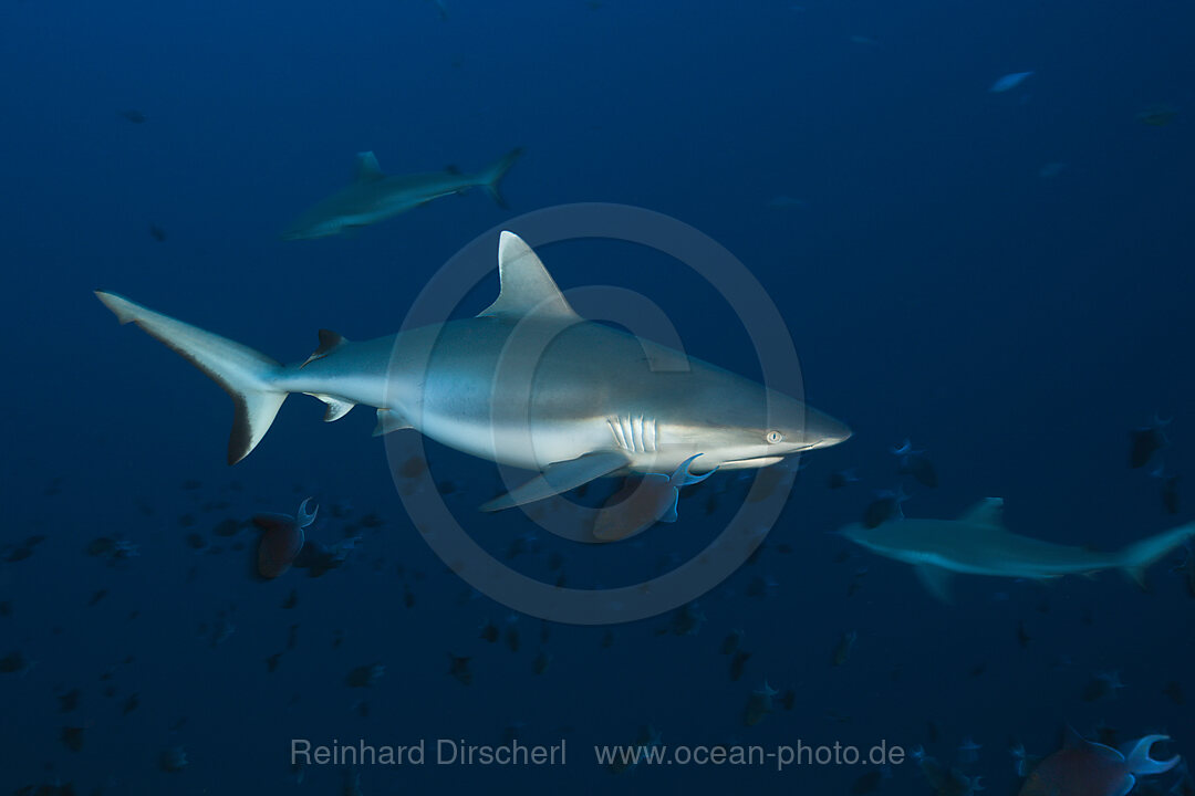 Graue Riffhaie, Carcharhinus amblyrhynchos, Felidhu Atoll, Indischer Ozean, Malediven