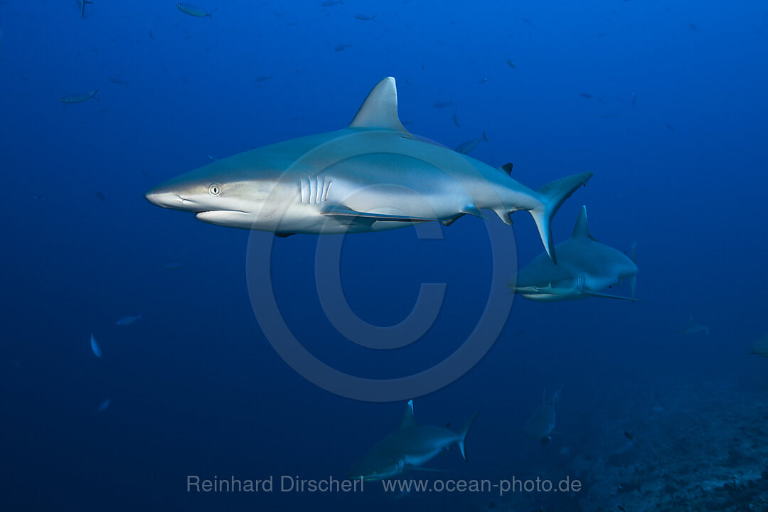 Graue Riffhaie, Carcharhinus amblyrhynchos, Felidhu Atoll, Indischer Ozean, Malediven