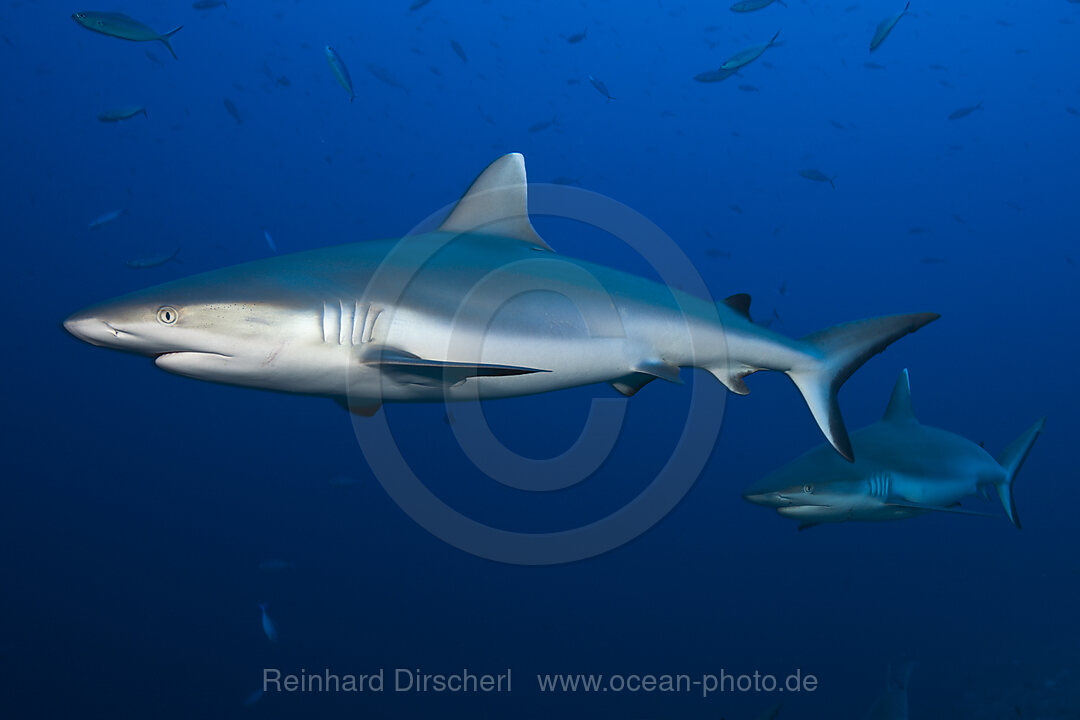 Graue Riffhaie, Carcharhinus amblyrhynchos, Felidhu Atoll, Indischer Ozean, Malediven