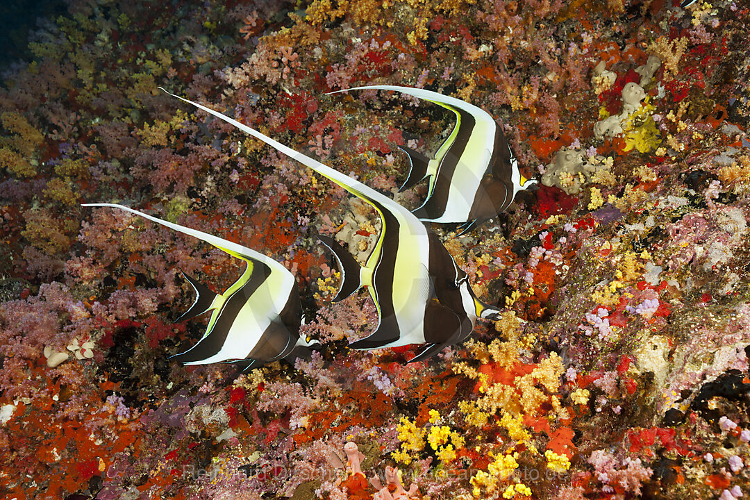 Halfterfische, Zanclus cornutus, Felidhu Atoll, Indischer Ozean, Malediven