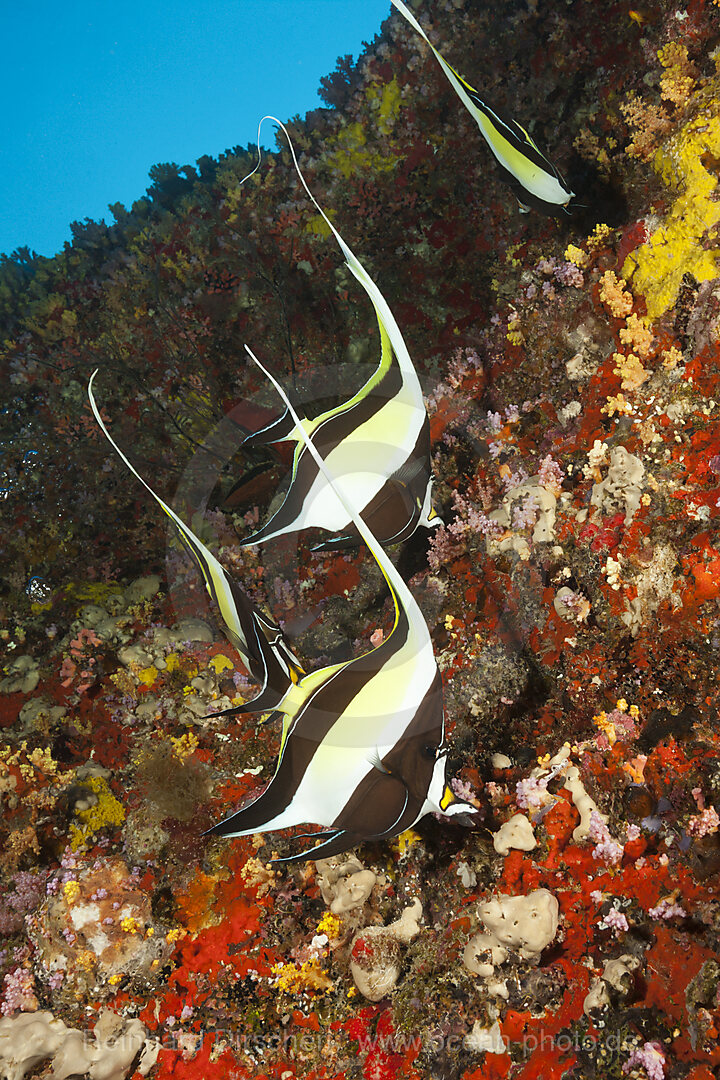 Halfterfische, Zanclus cornutus, Felidhu Atoll, Indischer Ozean, Malediven