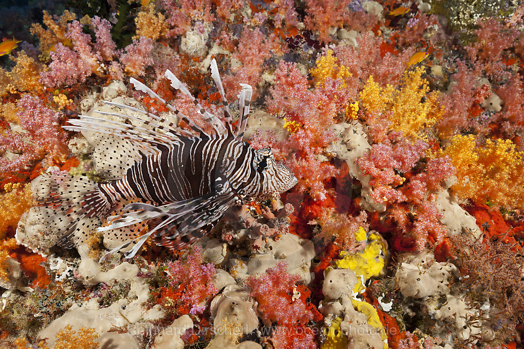 Indischer Rotfeuerfisch, Pterois Miles, Felidhu Atoll, Indischer Ozean, Malediven