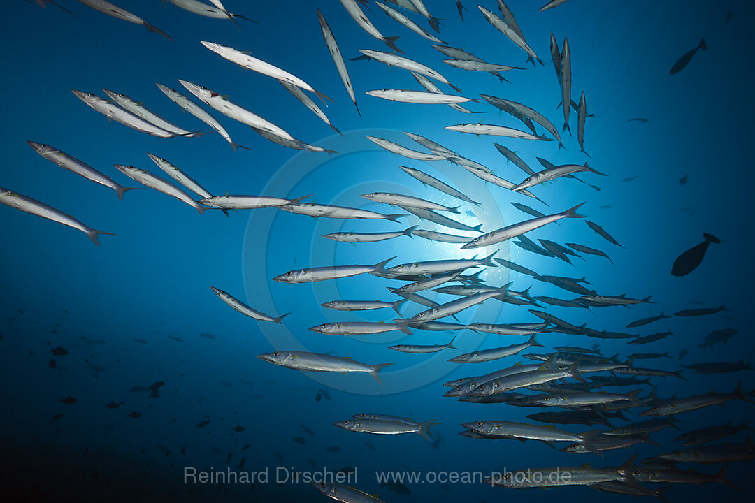 Schwarm Brustfleck-Barrakuda, Sphyraena forsteri, Felidhu Atoll, Indischer Ozean, Malediven