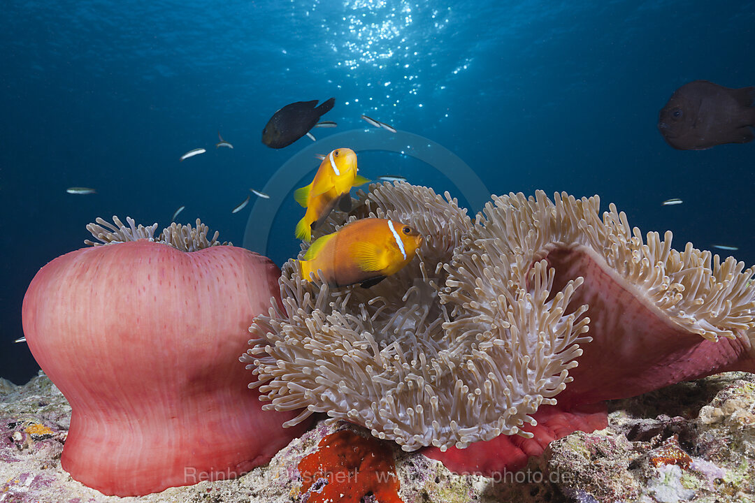 Malediven-Anemonenfische, Amphiprion nigripes, Felidhu Atoll, Indischer Ozean, Malediven