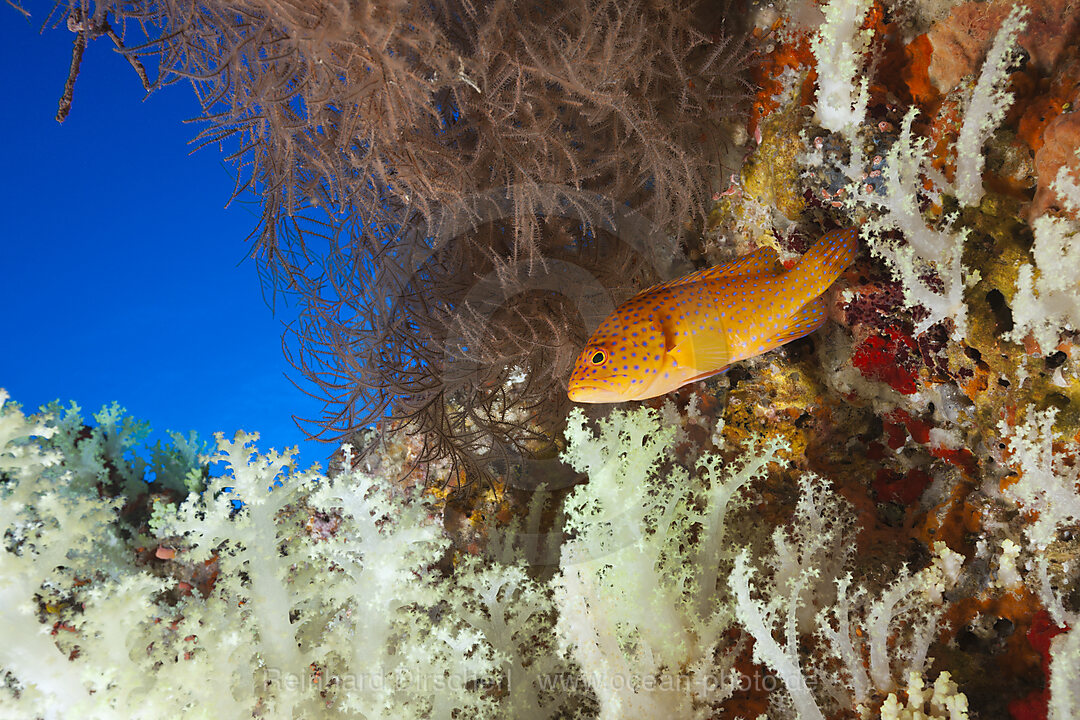 Juwelen-Zackenbarsch, Cephalopholis miniata, Felidhu Atoll, Indischer Ozean, Malediven