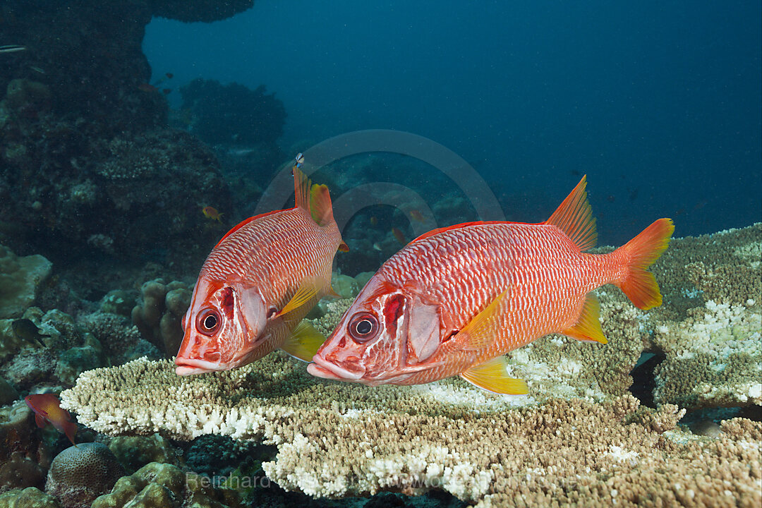 Grossdorn-Husarenfische, Sargocentron spiniferum, Felidhu Atoll, Indischer Ozean, Malediven