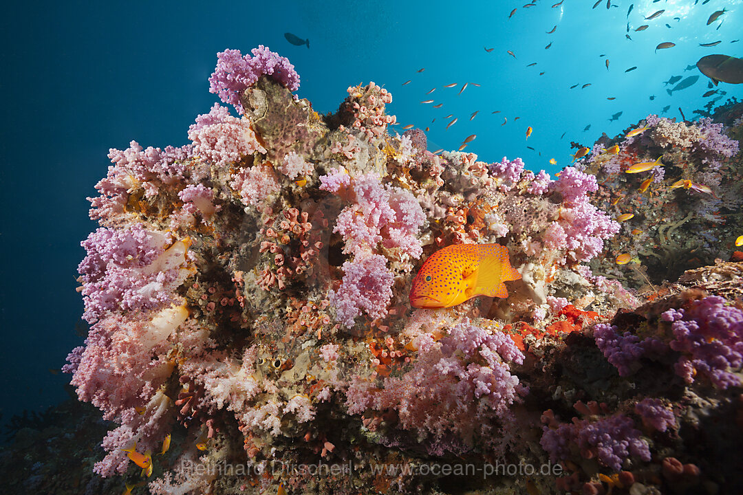 Juwelen-Zackenbarsch, Cephalopholis miniata, Felidhu Atoll, Indischer Ozean, Malediven