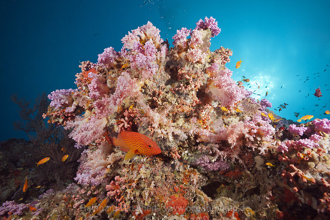 Coral Grouper, Cephalopholis miniata, Felidhu Atoll, Indian Ocean, Maldives