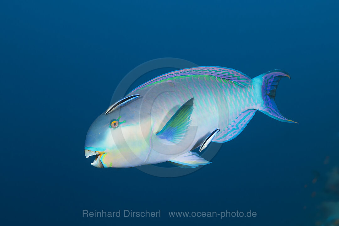 Indischer Buckelkopf-Papageifisch, Scarus strongylocephalus, Felidhu Atoll, Indischer Ozean, Malediven