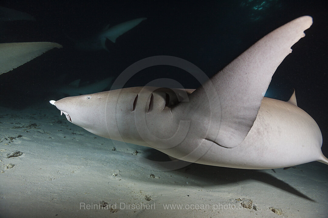 Ammenhai in der Nacht, Nebrius ferrugineus, Felidhu Atoll, Indischer Ozean, Malediven