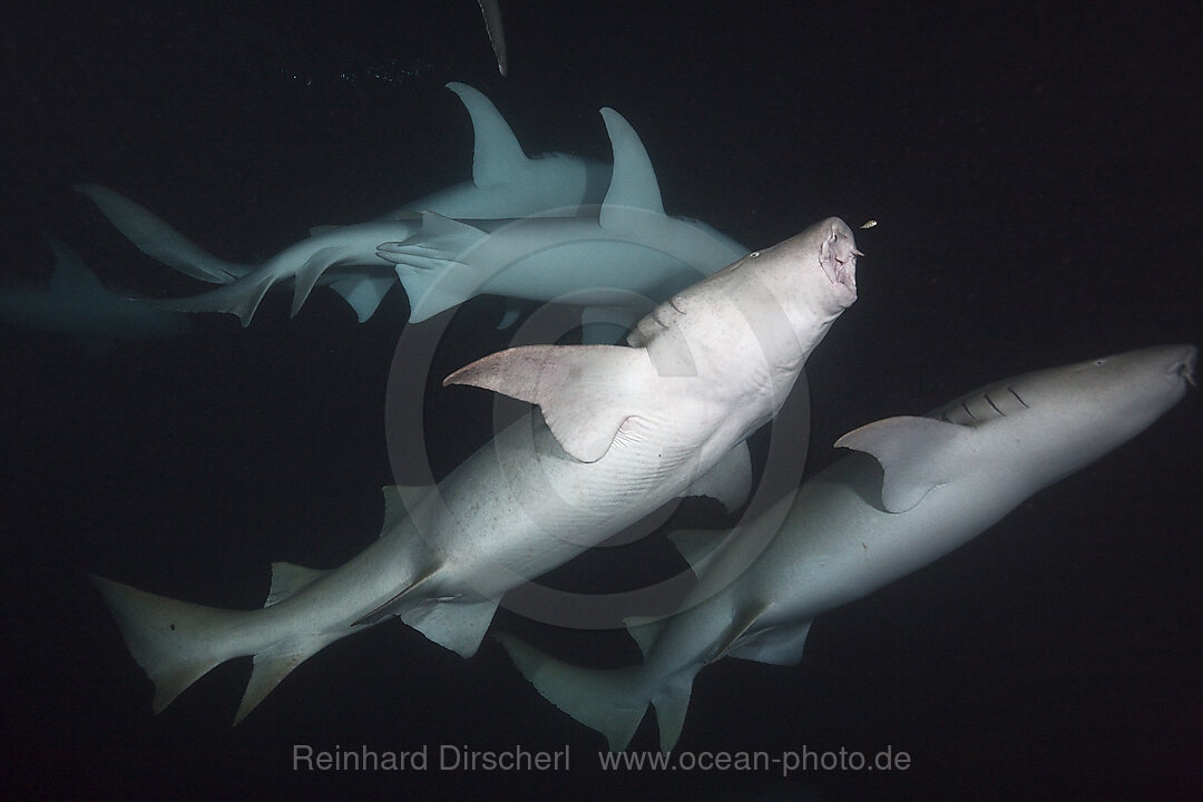 Nurse Shark at Night, Nebrius ferrugineus, Felidhu Atoll, Indian Ocean, Maldives