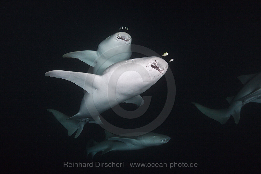 Ammenhaie in der Nacht, Nebrius ferrugineus, Felidhu Atoll, Indischer Ozean, Malediven