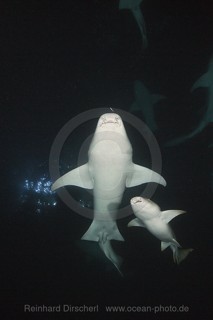 Nurse Shark at Night, Nebrius ferrugineus, Felidhu Atoll, Indian Ocean, Maldives