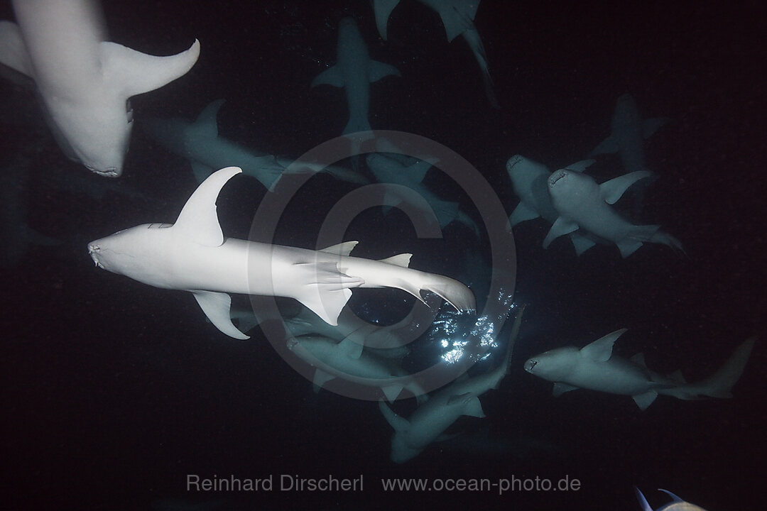 Ammenhaie in der Nacht, Nebrius ferrugineus, Felidhu Atoll, Indischer Ozean, Malediven