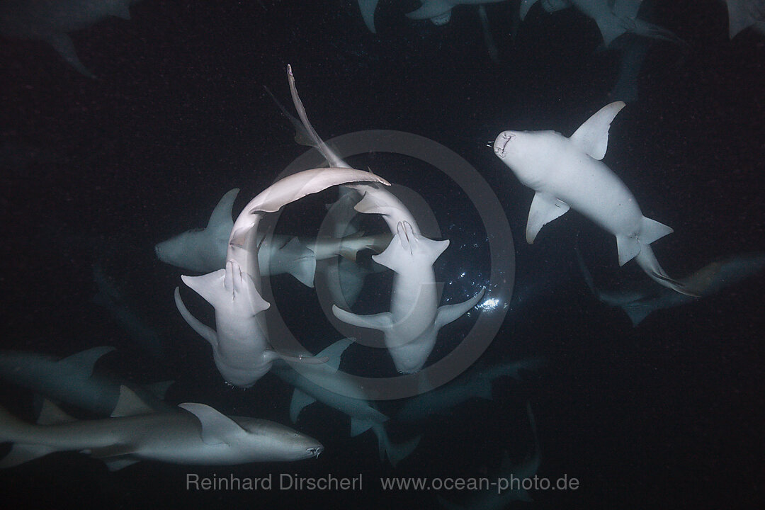 Ammenhaie in der Nacht, Nebrius ferrugineus, Felidhu Atoll, Indischer Ozean, Malediven