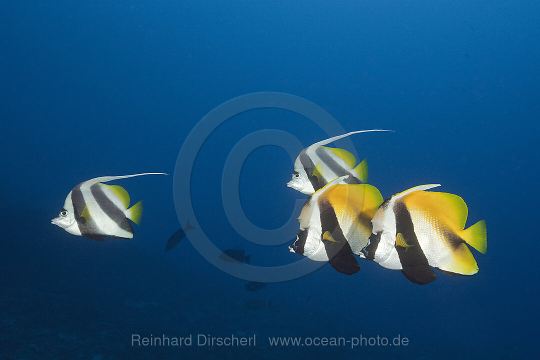 Masken-Wimpelfische und Schwarm-Wimpelfische, Heniochus monoceros, Sued Male Atoll, Indischer Ozean, Malediven