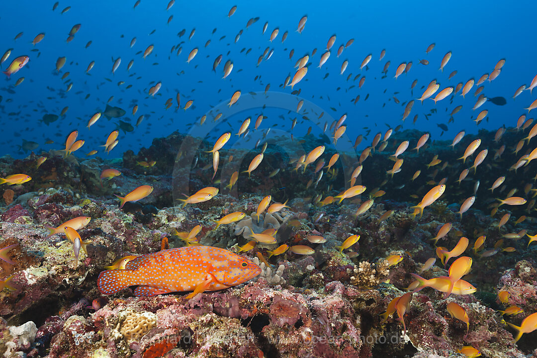 Juwelen-Zackenbarsch am Riff, Cephalopholis miniata, Sued Male Atoll, Indischer Ozean, Malediven