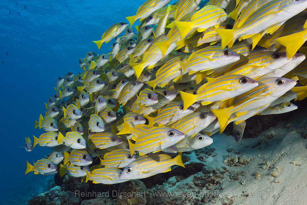 Schwarm Blaustreifen-Schnapper, Lutjanus kasmira, Sued Male Atoll, Indischer Ozean, Malediven