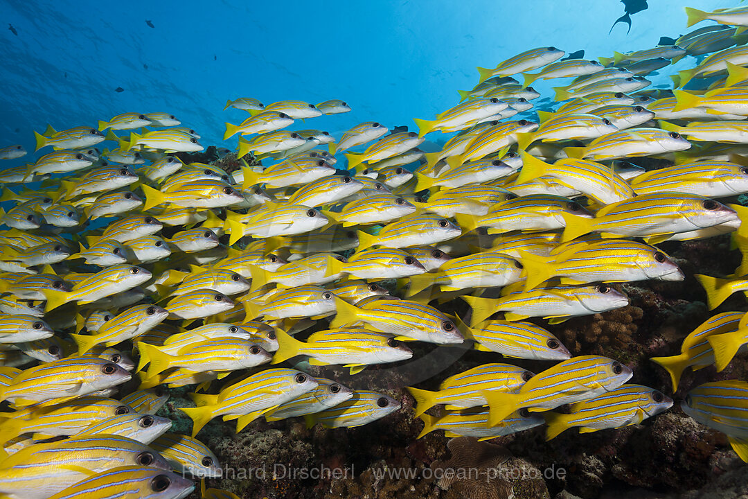 Schwarm Blaustreifen-Schnapper, Lutjanus kasmira, Sued Male Atoll, Indischer Ozean, Malediven