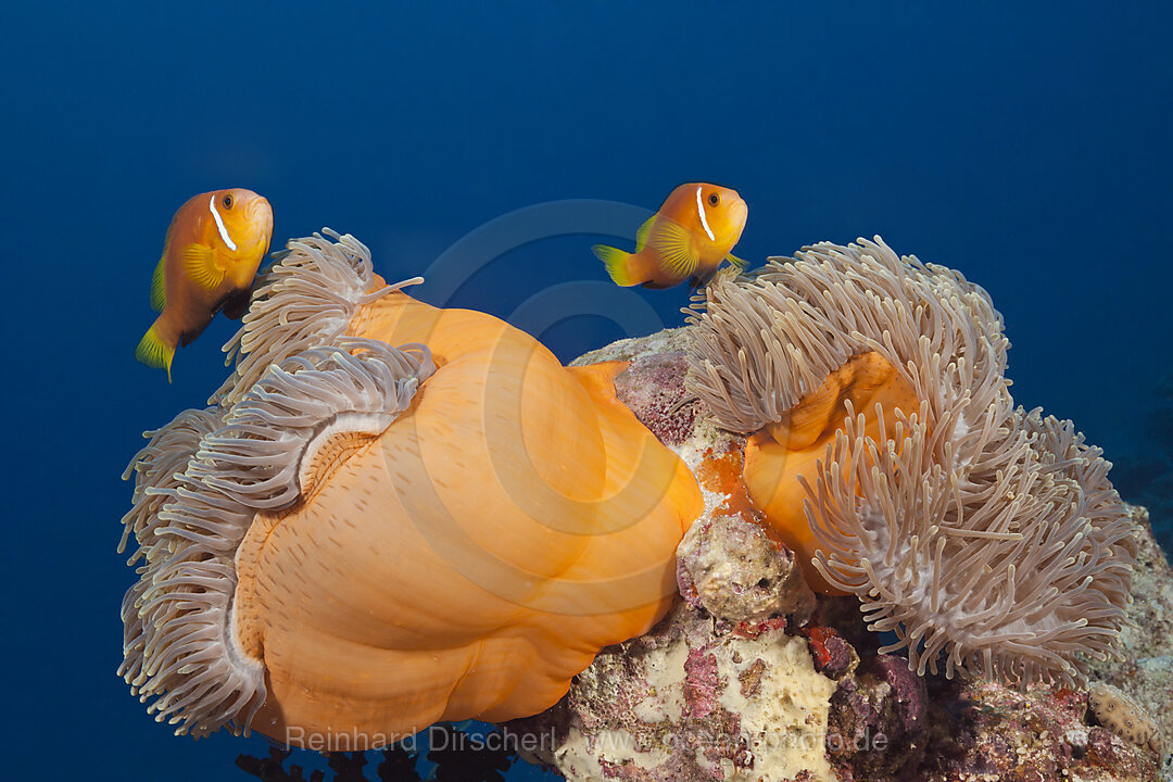 Malediven-Anemonenfische, Amphiprion nigripes, Sued Male Atoll, Indischer Ozean, Malediven