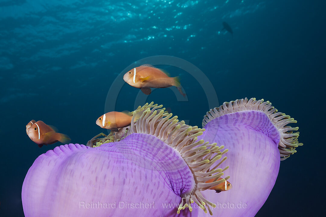 Malediven-Anemonenfische, Amphiprion nigripes, Sued Male Atoll, Indischer Ozean, Malediven