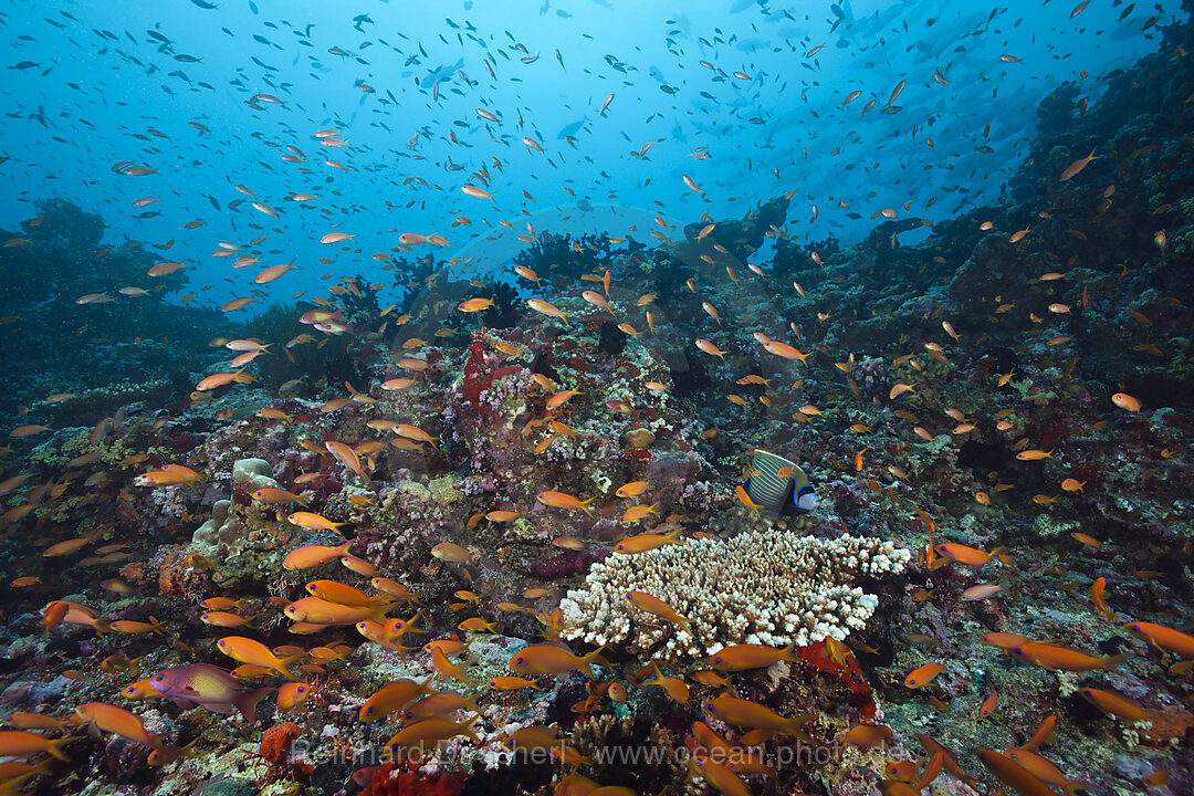 Juwelen-Fahnenbarsche am Riff, Pseudanthias squamipinnis, Sued Male Atoll, Indischer Ozean, Malediven