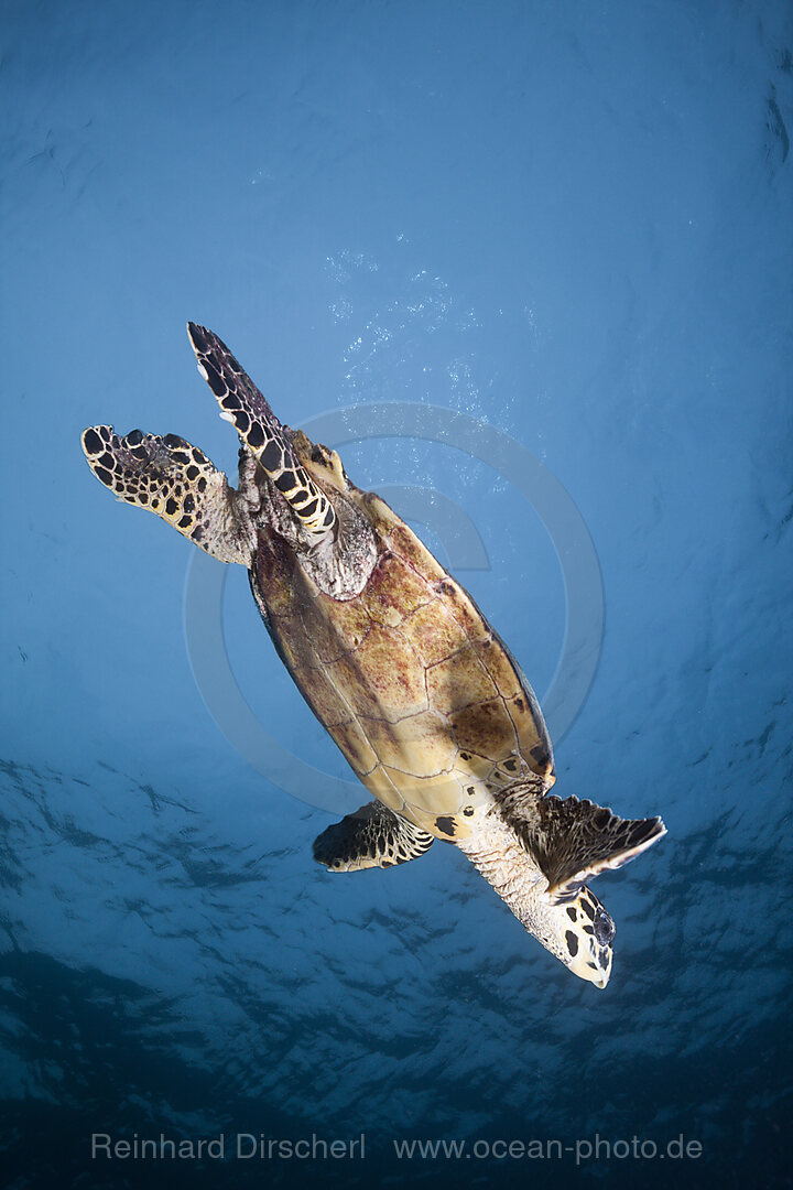 Hawksbill Sea Turtle, Eretmochelys imbricata, South Male Atoll, Indian Ocean, Maldives