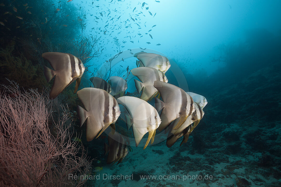 Schwarm Langflossen-Fledermausfische, Platax teira, Sued Male Atoll, Indischer Ozean, Malediven