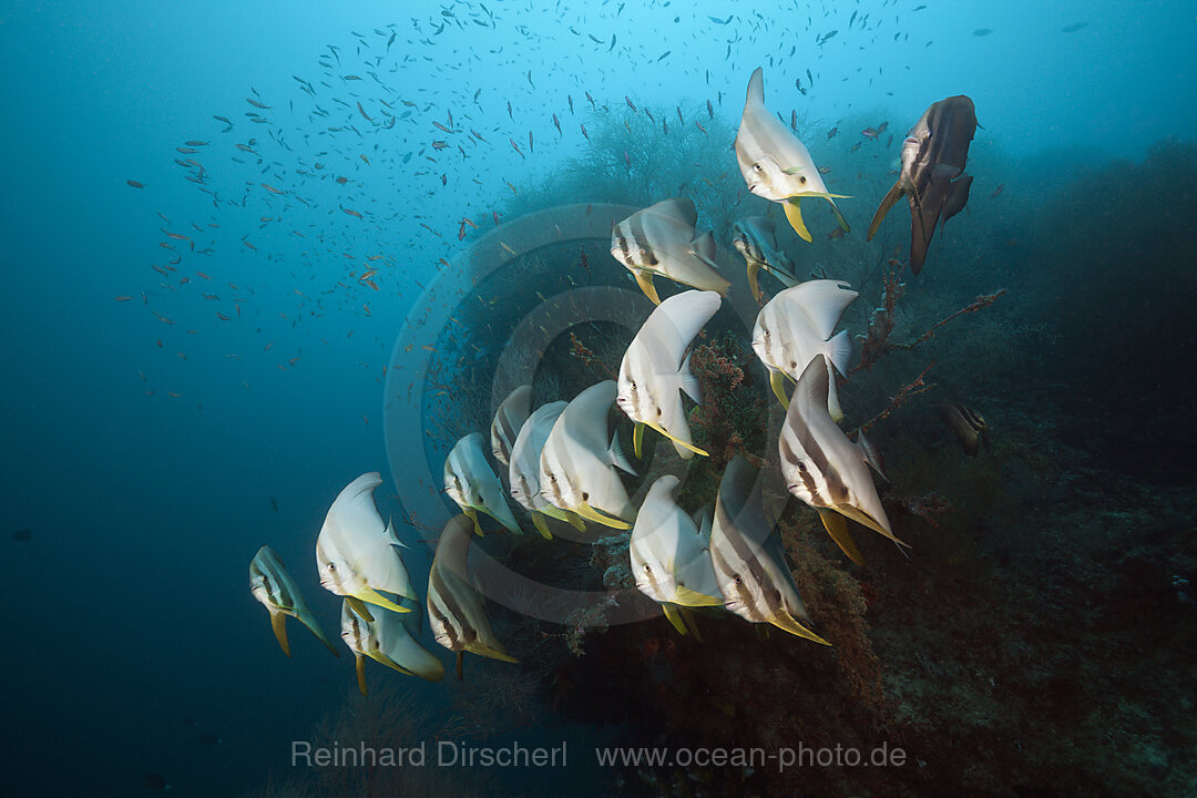 Schwarm Langflossen-Fledermausfische, Platax teira, Sued Male Atoll, Indischer Ozean, Malediven
