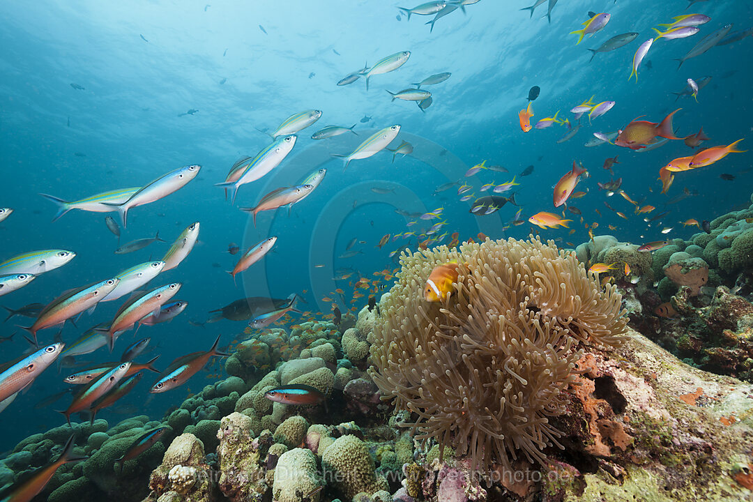 Malediven-Anemonenfische, Amphiprion nigripes, Rasdhoo Atoll, Indischer Ozean, Malediven