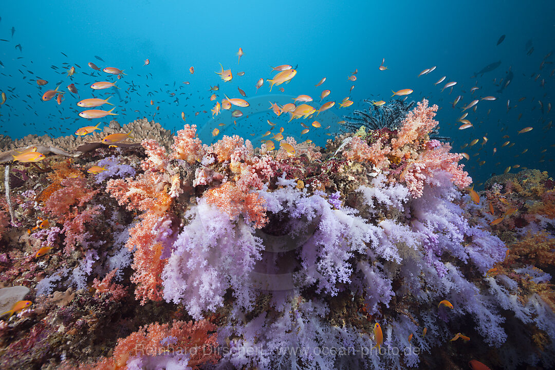 Buntes Korallenriff, Ari Atoll, Indischer Ozean, Malediven