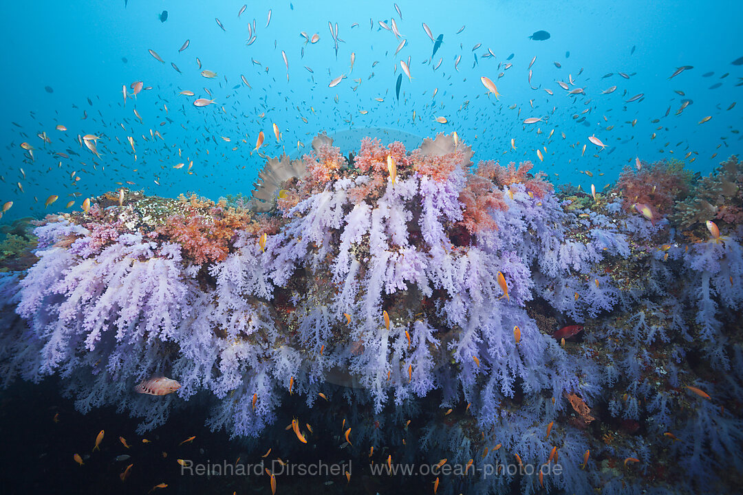 Buntes Korallenriff, Ari Atoll, Indischer Ozean, Malediven