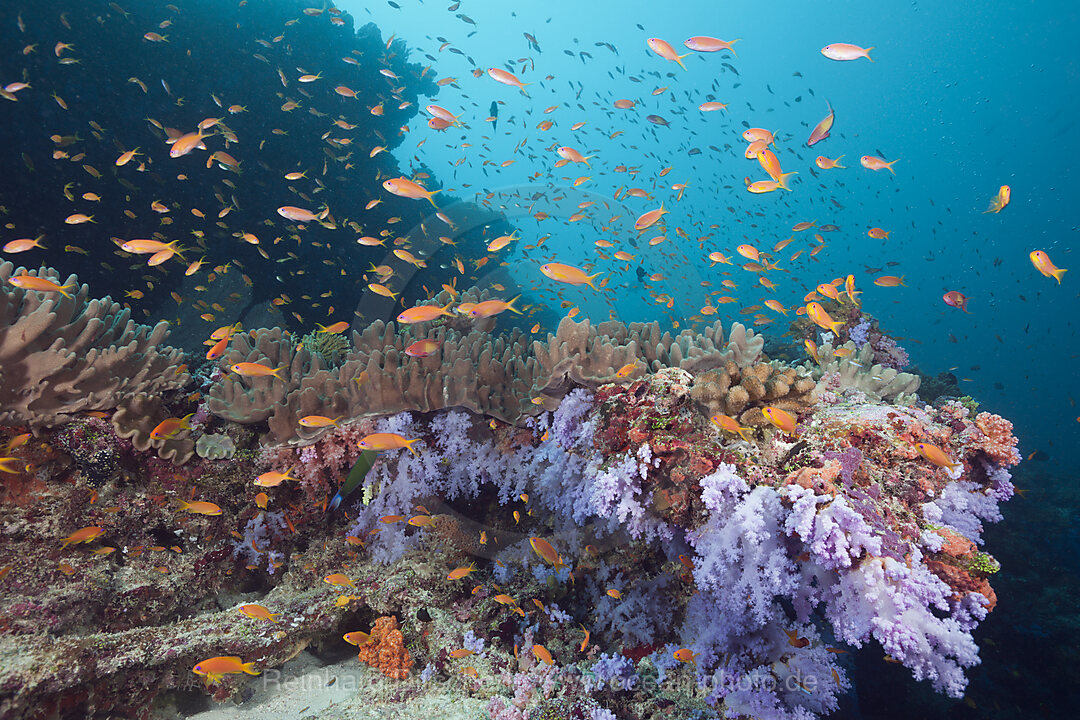 Buntes Korallenriff, Ari Atoll, Indischer Ozean, Malediven