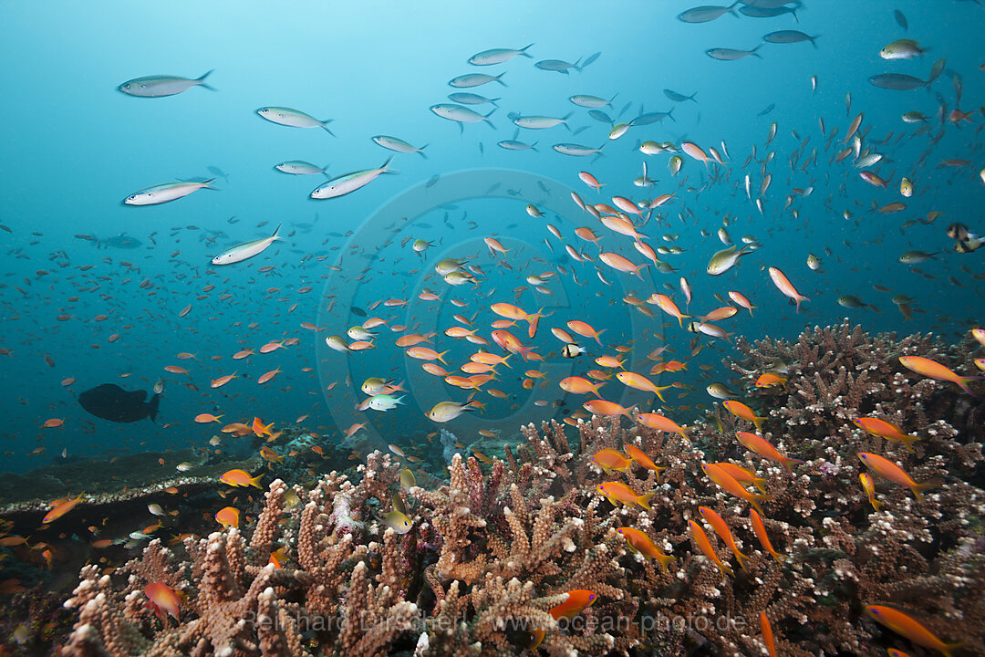 Juwelen-Fahnenbarsche am Riff, Pseudanthias squamipinnis, Sued Male Atoll, Indischer Ozean, Malediven