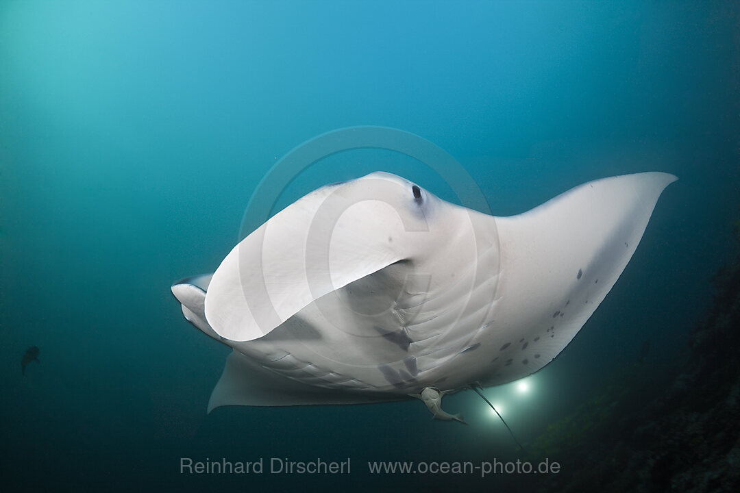 Reef Manta Ray, Manta alfredi, Ari Atoll, Indian Ocean, Maldives