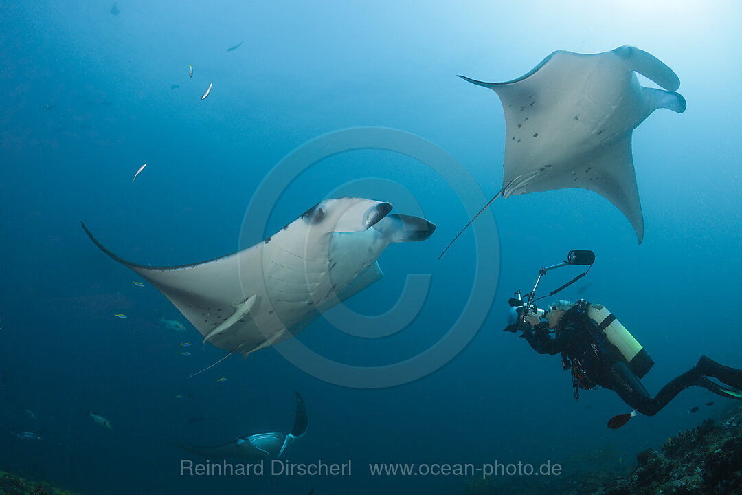 Reef Manta Ray, Manta alfredi, Ari Atoll, Indian Ocean, Maldives