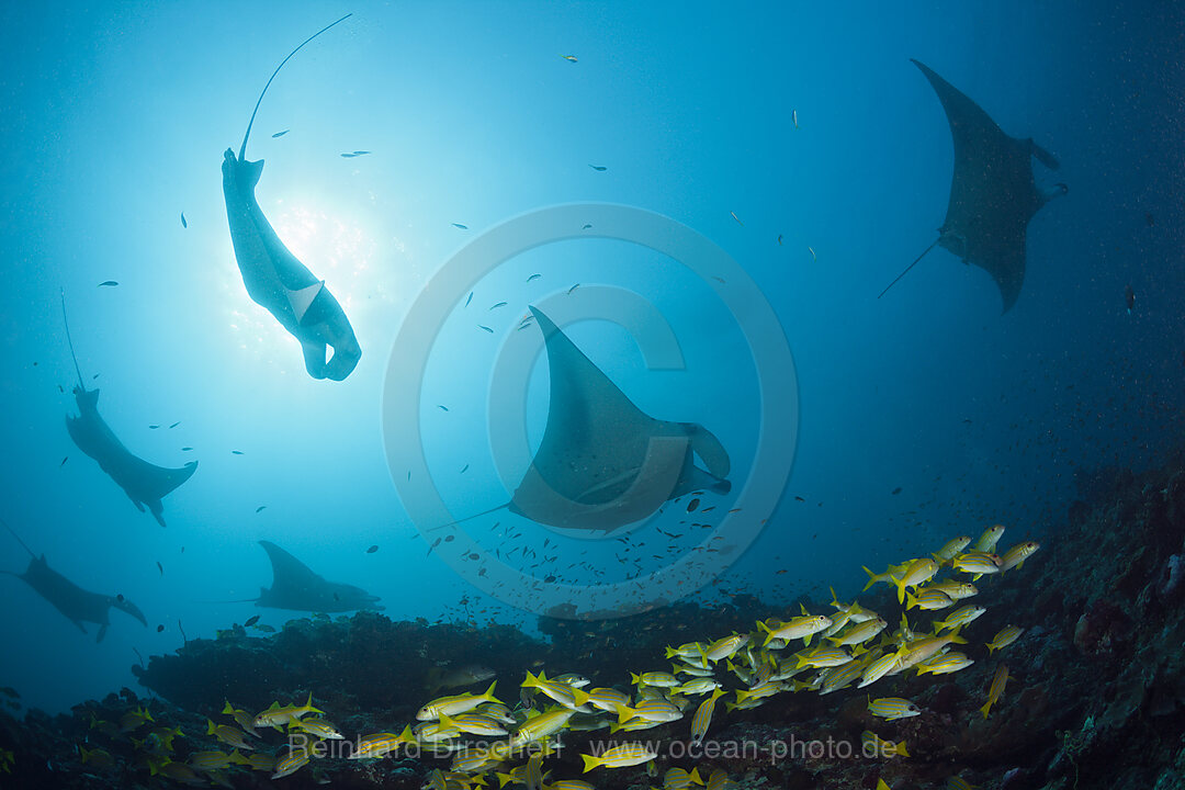 Reef Manta Ray, Manta alfredi, Ari Atoll, Indian Ocean, Maldives