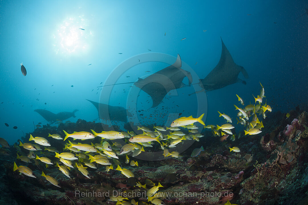 Reef Manta Ray, Manta alfredi, Ari Atoll, Indian Ocean, Maldives