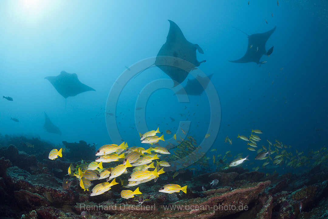 Reef Manta Ray, Manta alfredi, Ari Atoll, Indian Ocean, Maldives