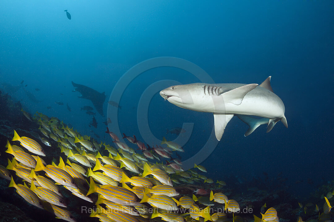 Weispitzen-Riffhai, Triaenodon obesus, Ari Atoll, Indischer Ozean, Malediven