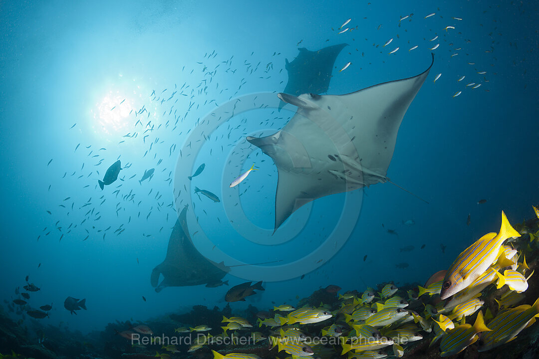 Reef Manta Ray, Manta alfredi, Ari Atoll, Indian Ocean, Maldives
