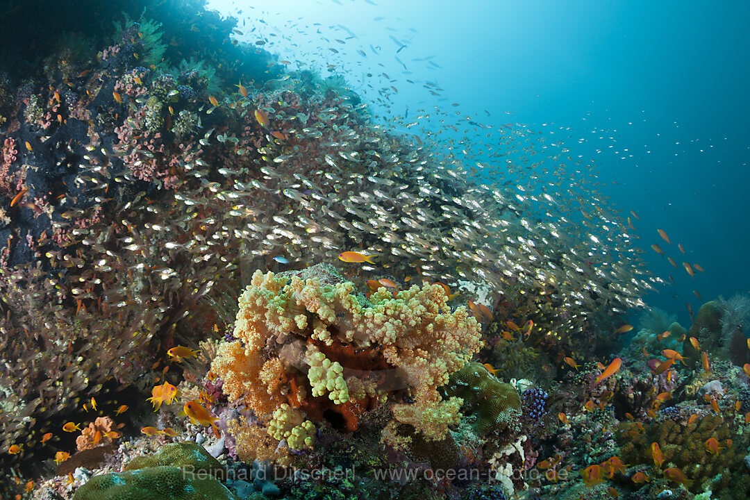 Pygmy Sweeper, Parapriacanthus ransonneti, Ari Atoll, Indian Ocean, Maldives