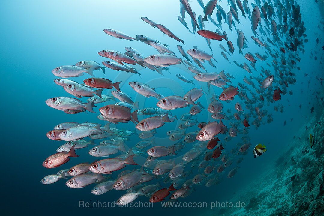 Shoal of Crescent-tail Bigeye, Priacanthus hamrur, Ari Atoll, Indian Ocean, Maldives